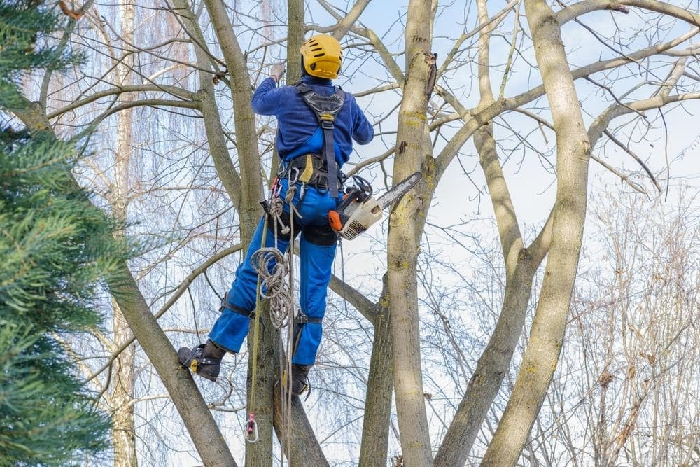 Pasos para un correcto trabajo de poda en altura