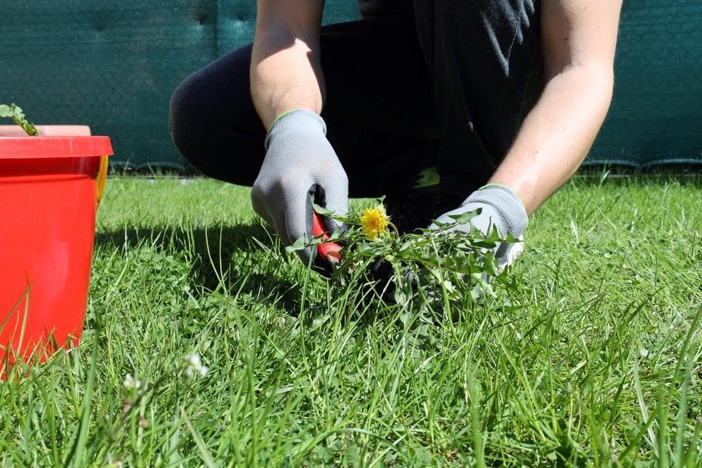 Todo lo que debes saber para olvidarte de las malas hierbas en el jardín